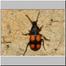 Panagaeus cruxmajor - Grosser Scheukaefer 7mm 02a OS-Wallenhorst-Tongrube-Lehmwand.jpg